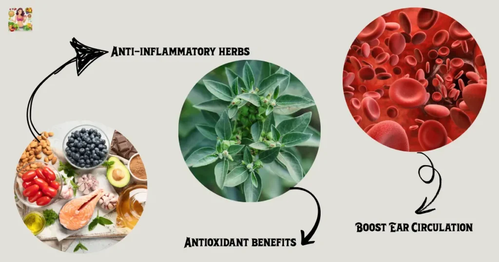 Infographic showing ear anatomy and natural ingredients like ginger, ginkgo, and vitamin C improving ear health